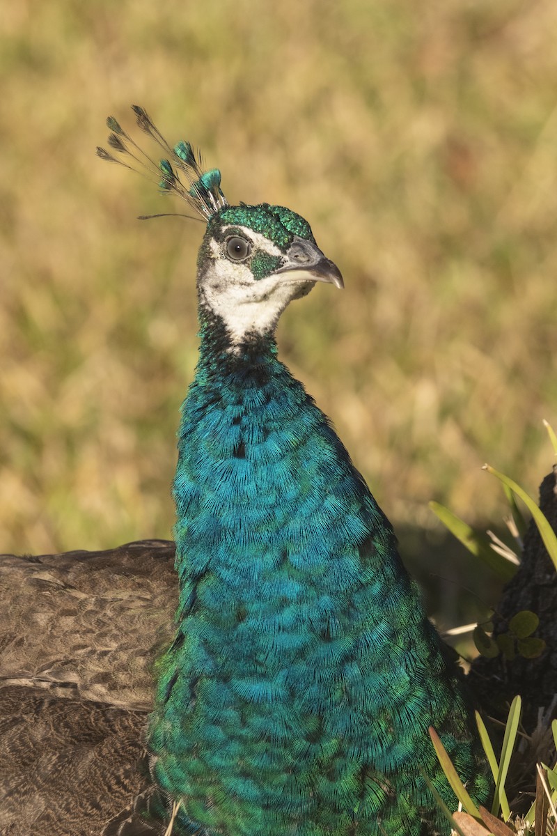 Indian Peafowl - Cindy Cone