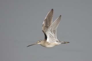 Long-billed Dowitcher