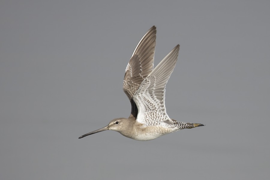 Long-billed Dowitcher