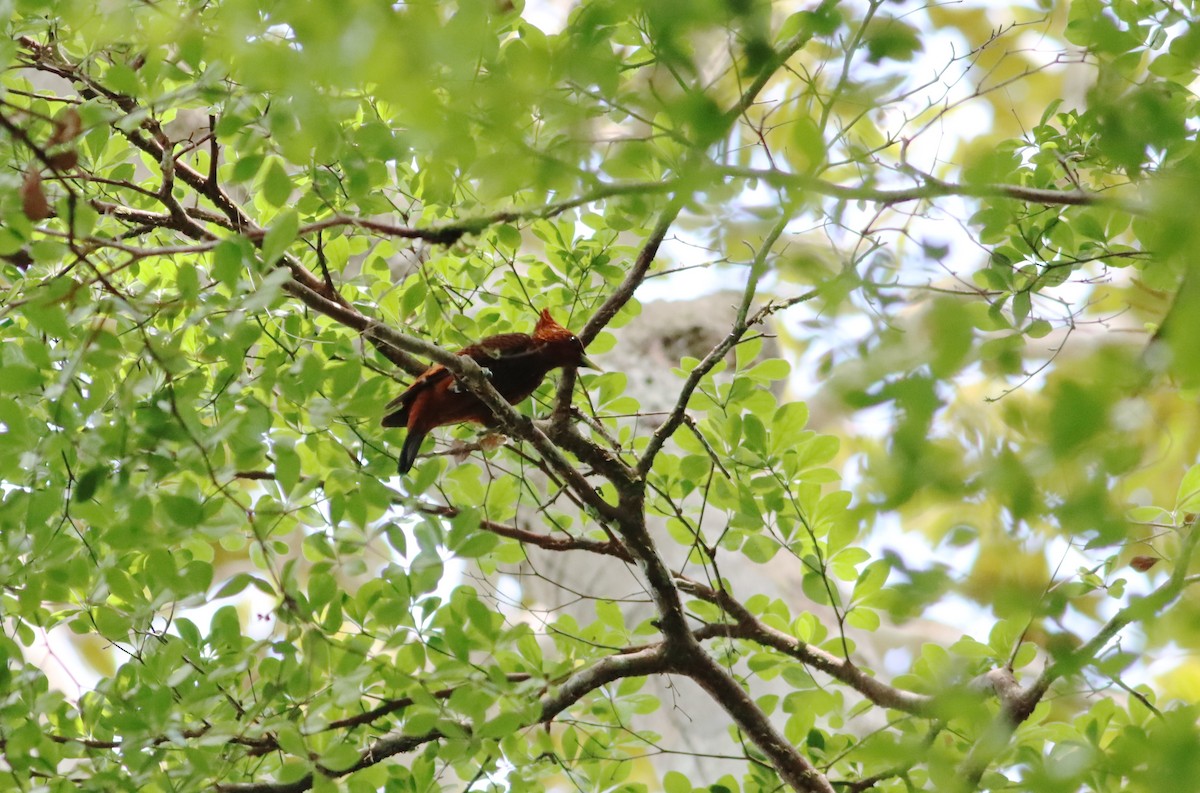 Chestnut Woodpecker - ML298506591