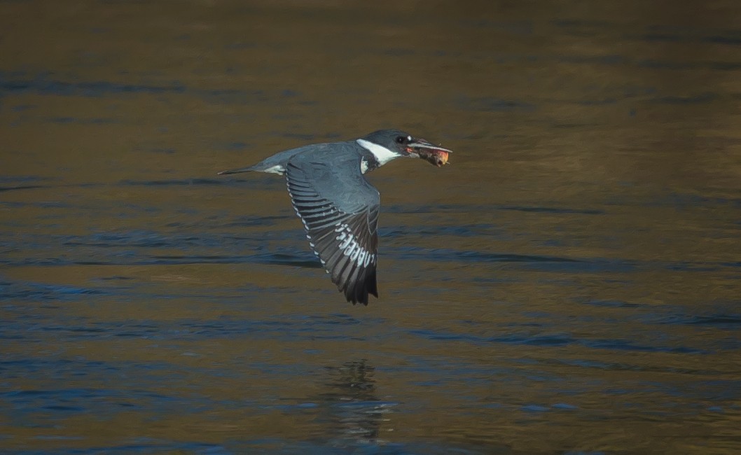 Belted Kingfisher - ML298511361
