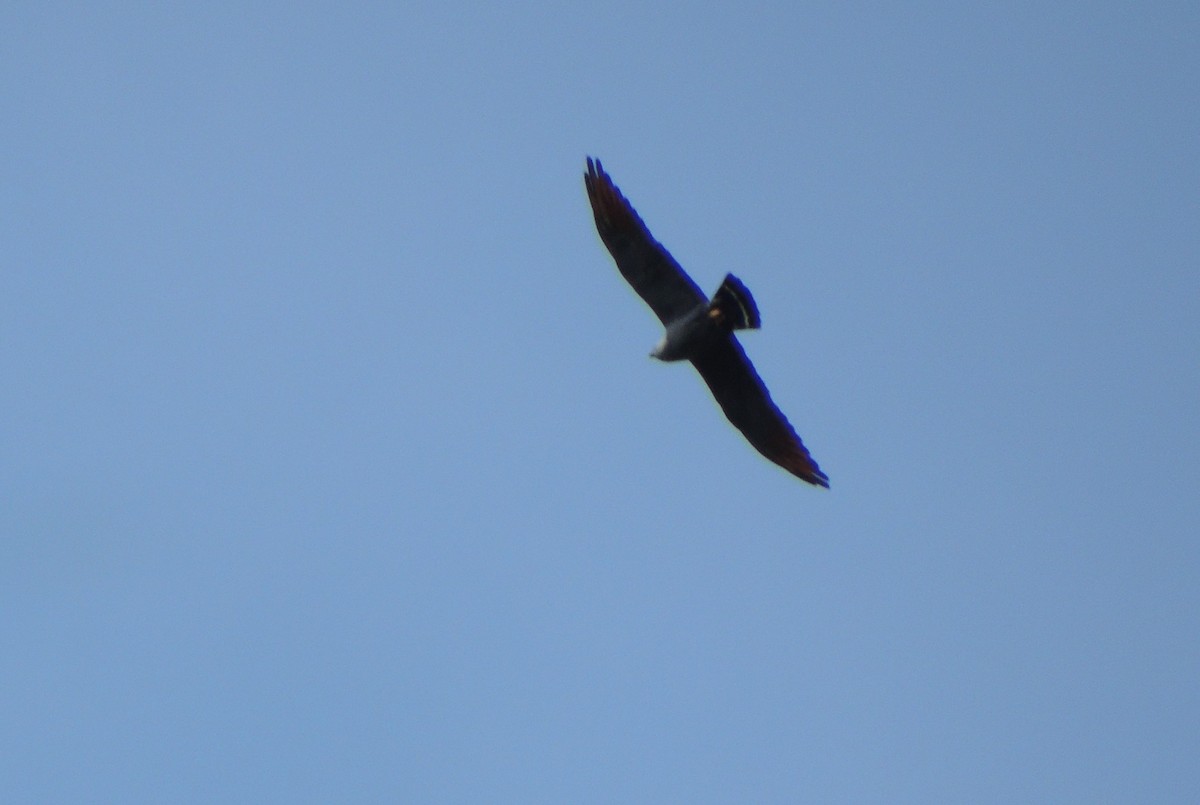Plumbeous Kite - ML298515671