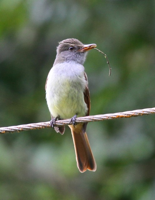 Rufous-tailed Flycatcher - ML29851641