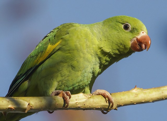 Yellow-chevroned Parakeet - eBird