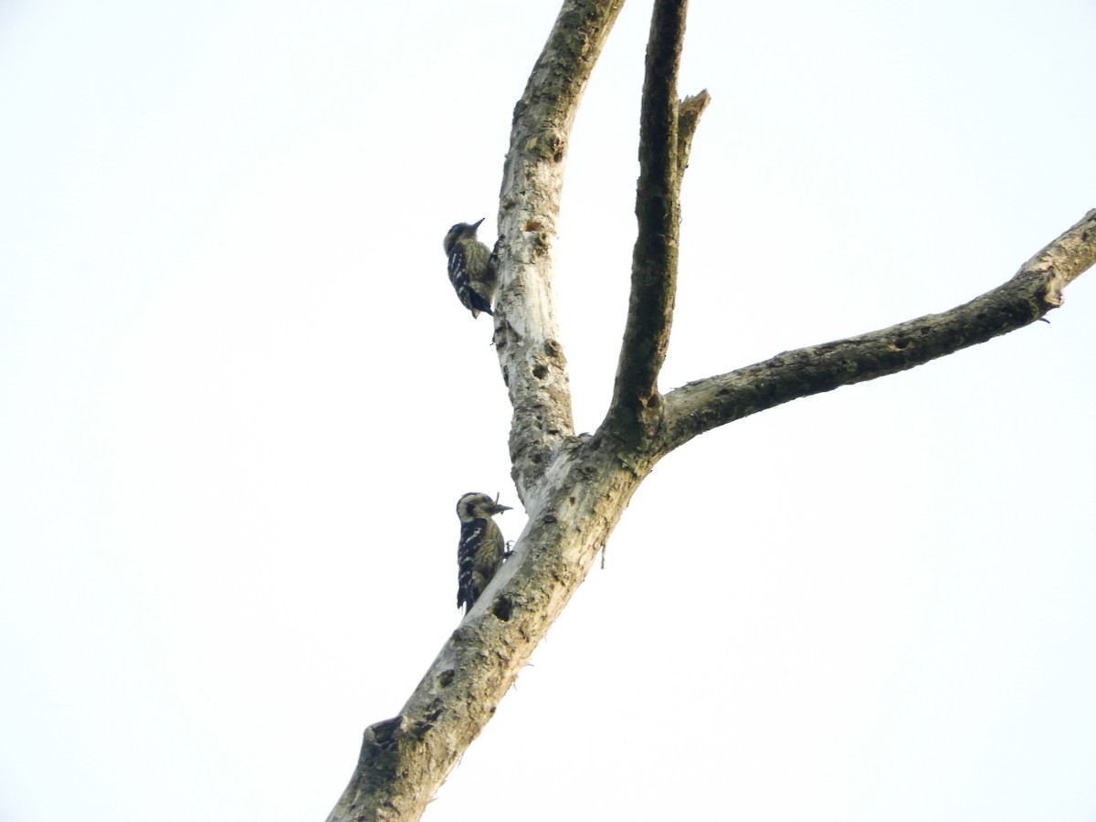 Gray-capped Pygmy Woodpecker - ML298523211