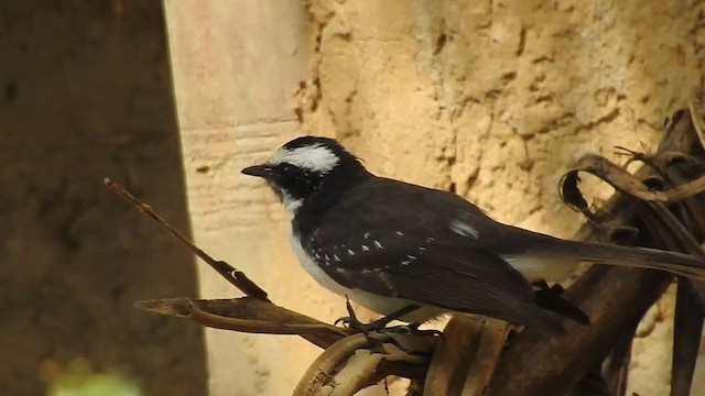 White-browed Fantail - ML298525771