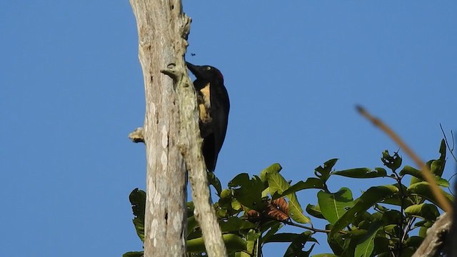 White-bellied Woodpecker - ML298526591