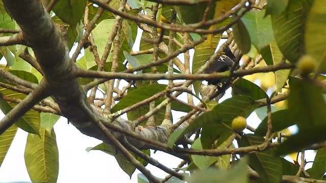 Heart-spotted Woodpecker - ML298526661