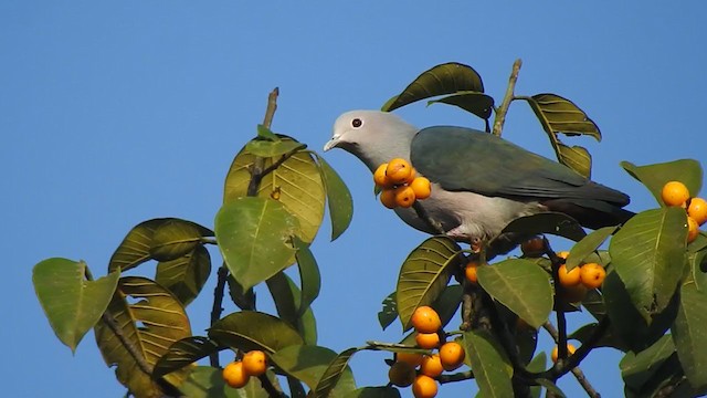 Green Imperial-Pigeon - ML298526761