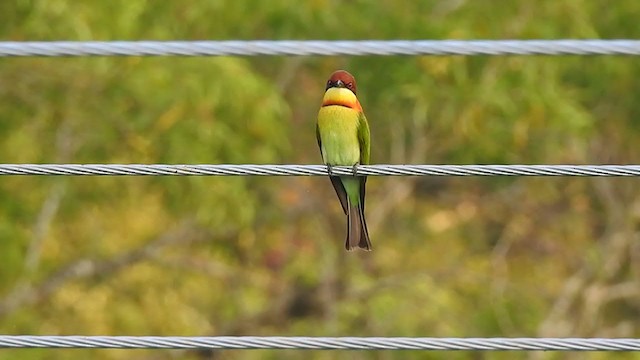 Chestnut-headed Bee-eater - ML298526891