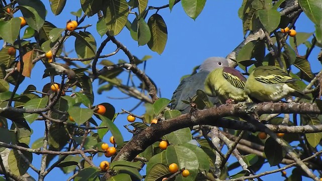 Green Imperial-Pigeon - ML298528901