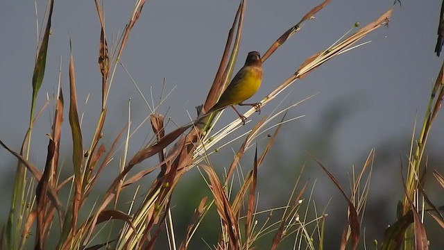 Red-headed Bunting - ML298531081