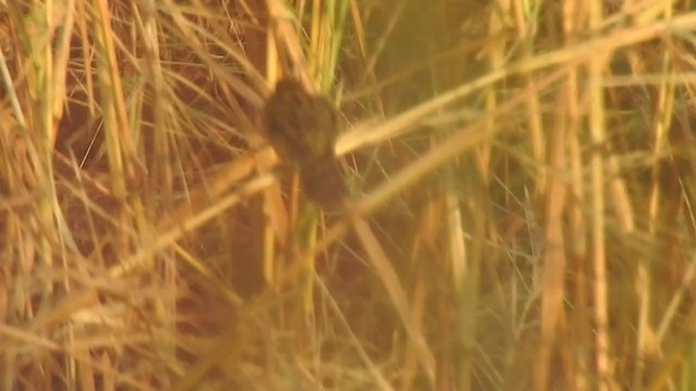 Common Grasshopper-Warbler - ML298531211