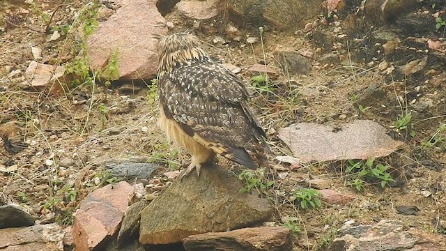 Rock Eagle-Owl - ML298532261