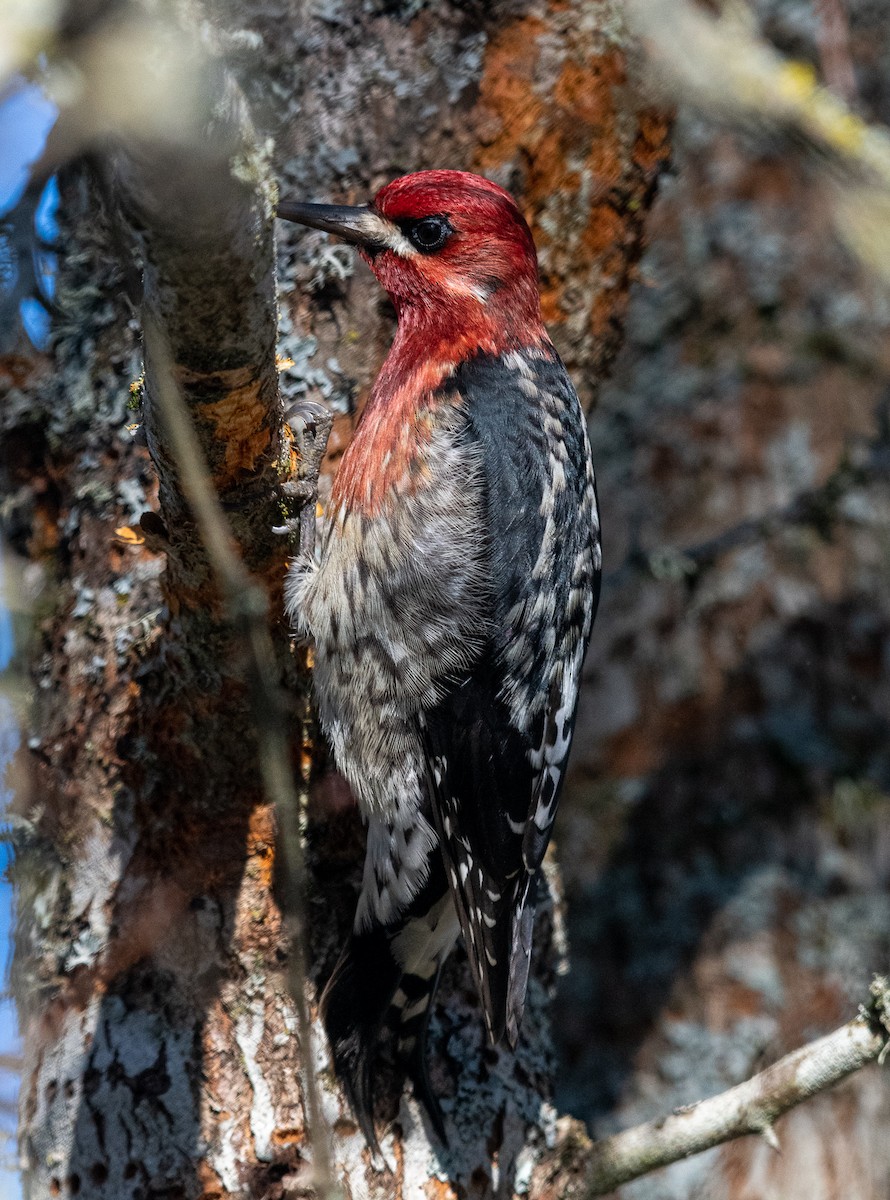 Red-breasted Sapsucker - ML298533051