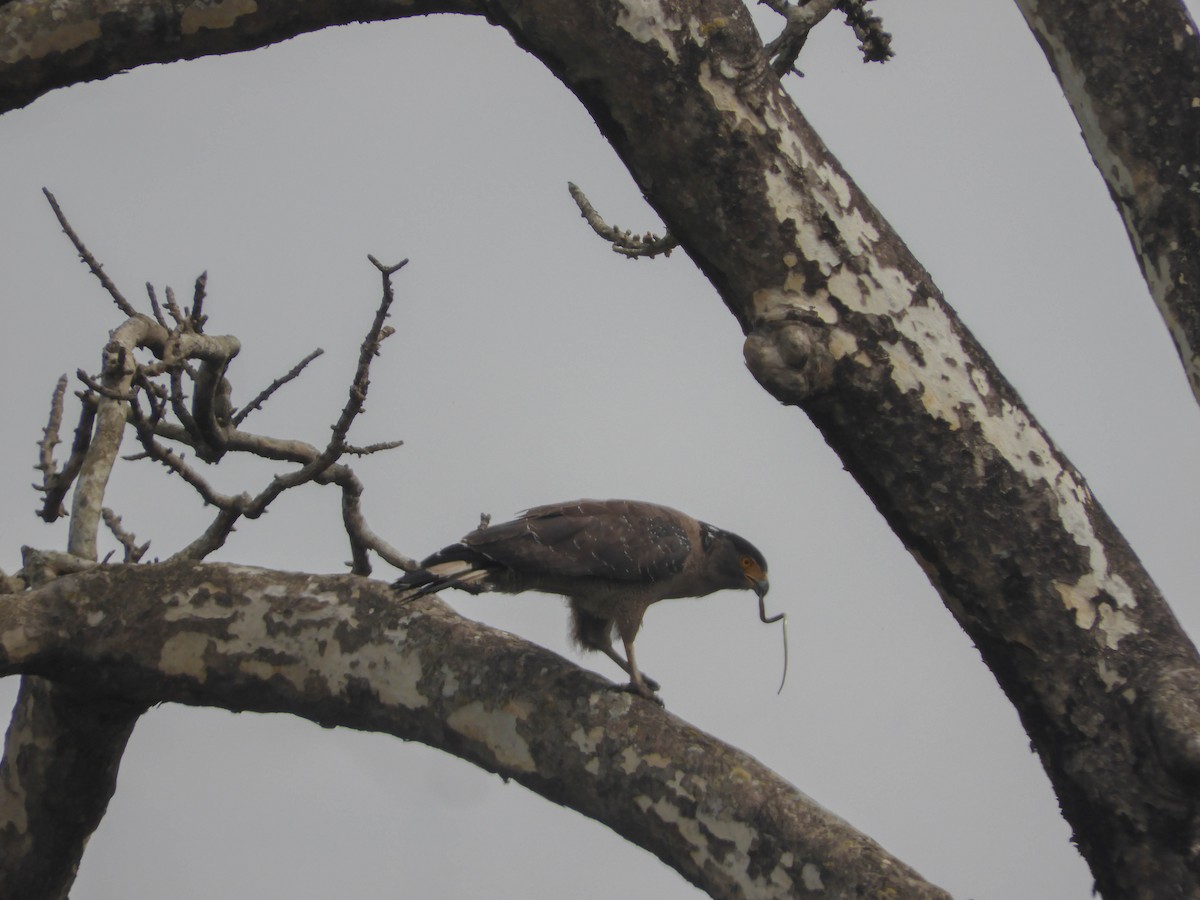 Crested Serpent-Eagle - ML298534391