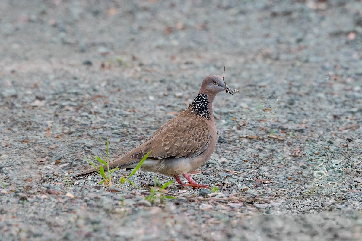 Spotted Dove - ML298535691