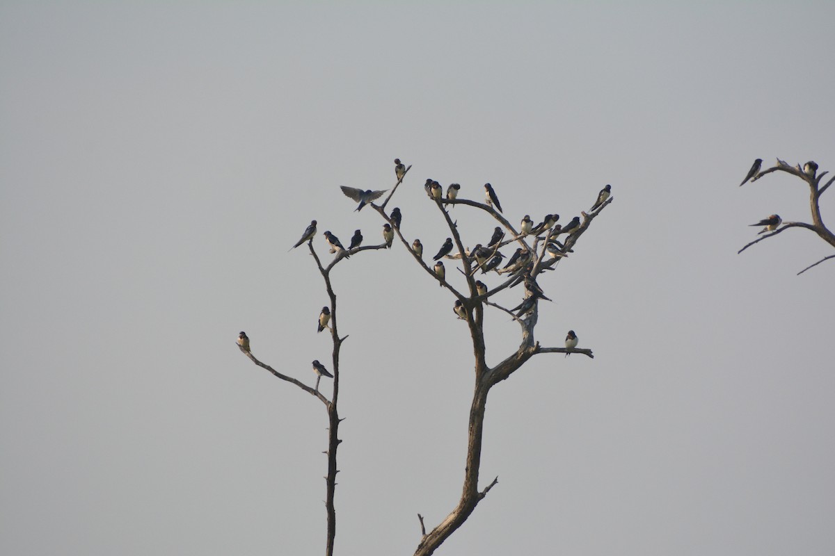 Barn Swallow - Aswathi Asokan