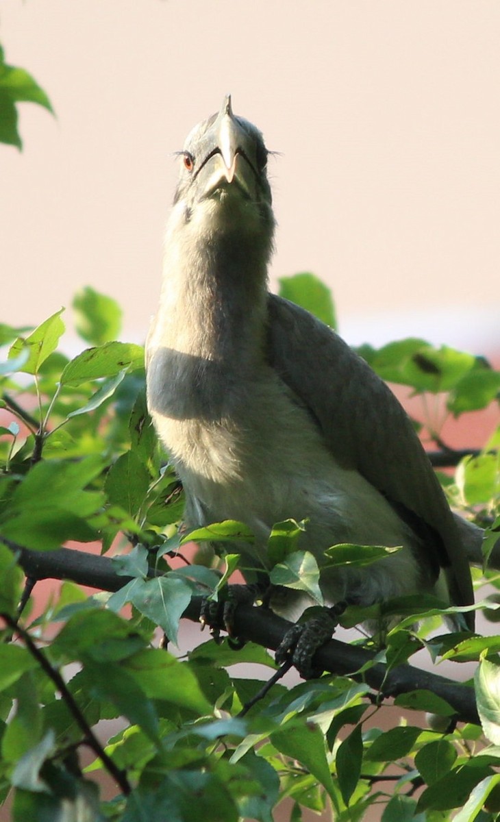 Indian Gray Hornbill - Sudhir Reddy