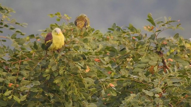 Gray-fronted Green-Pigeon - ML298545141