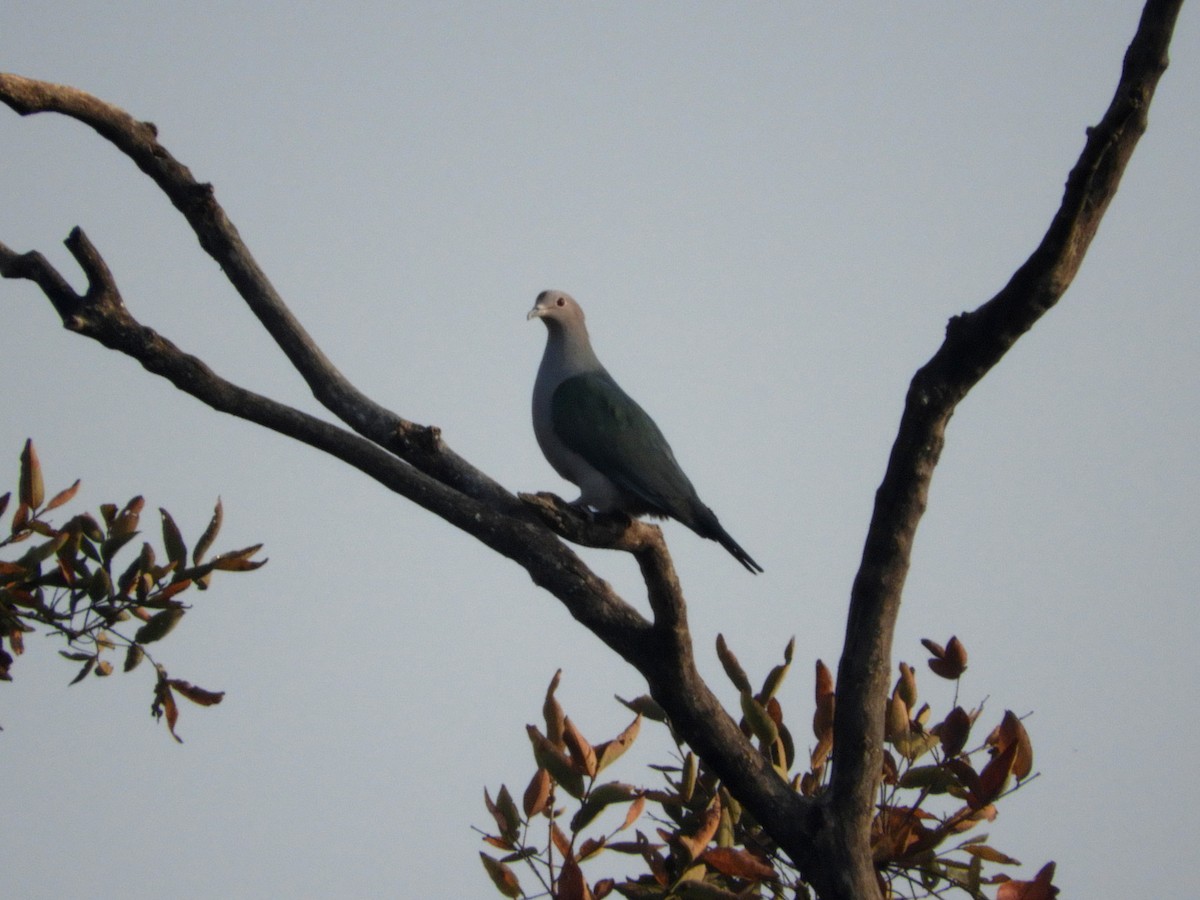 Green Imperial-Pigeon - Laurige Boyer