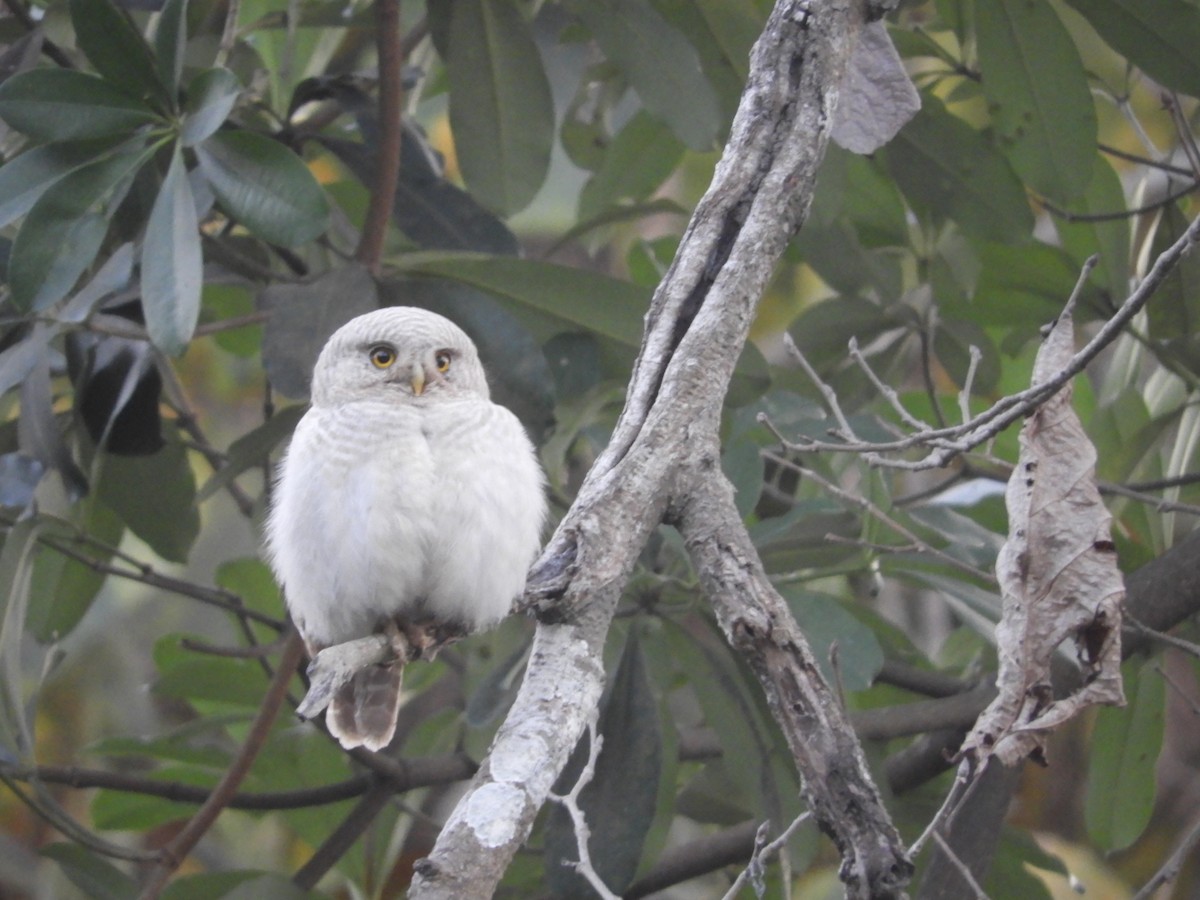 Asian Barred Owlet - Laurige Boyer