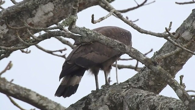 Crested Serpent-Eagle - ML298549081