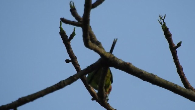 Gül Başlı Yeşil Papağan - ML298549091