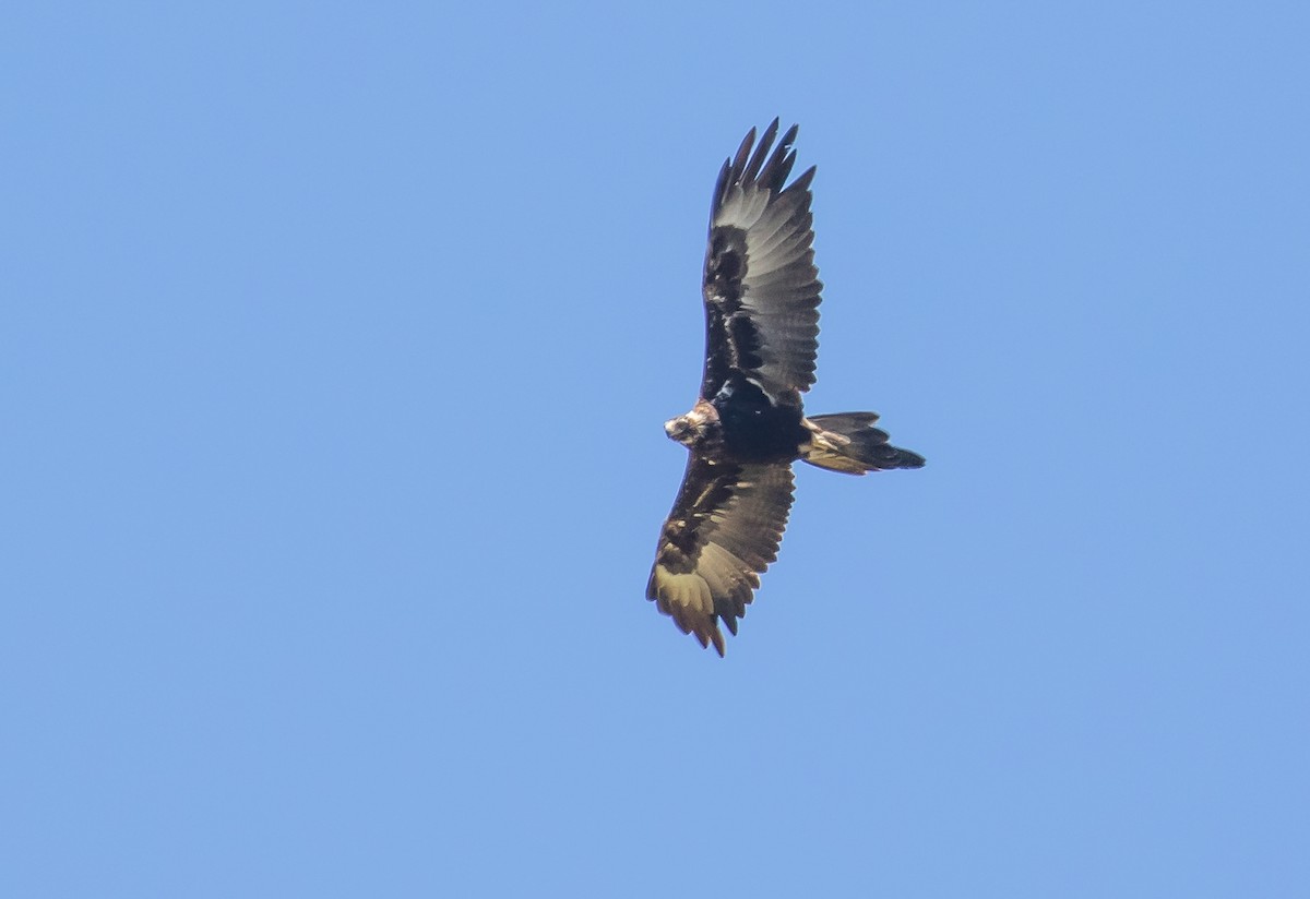 Wedge-tailed Eagle - ML298549331