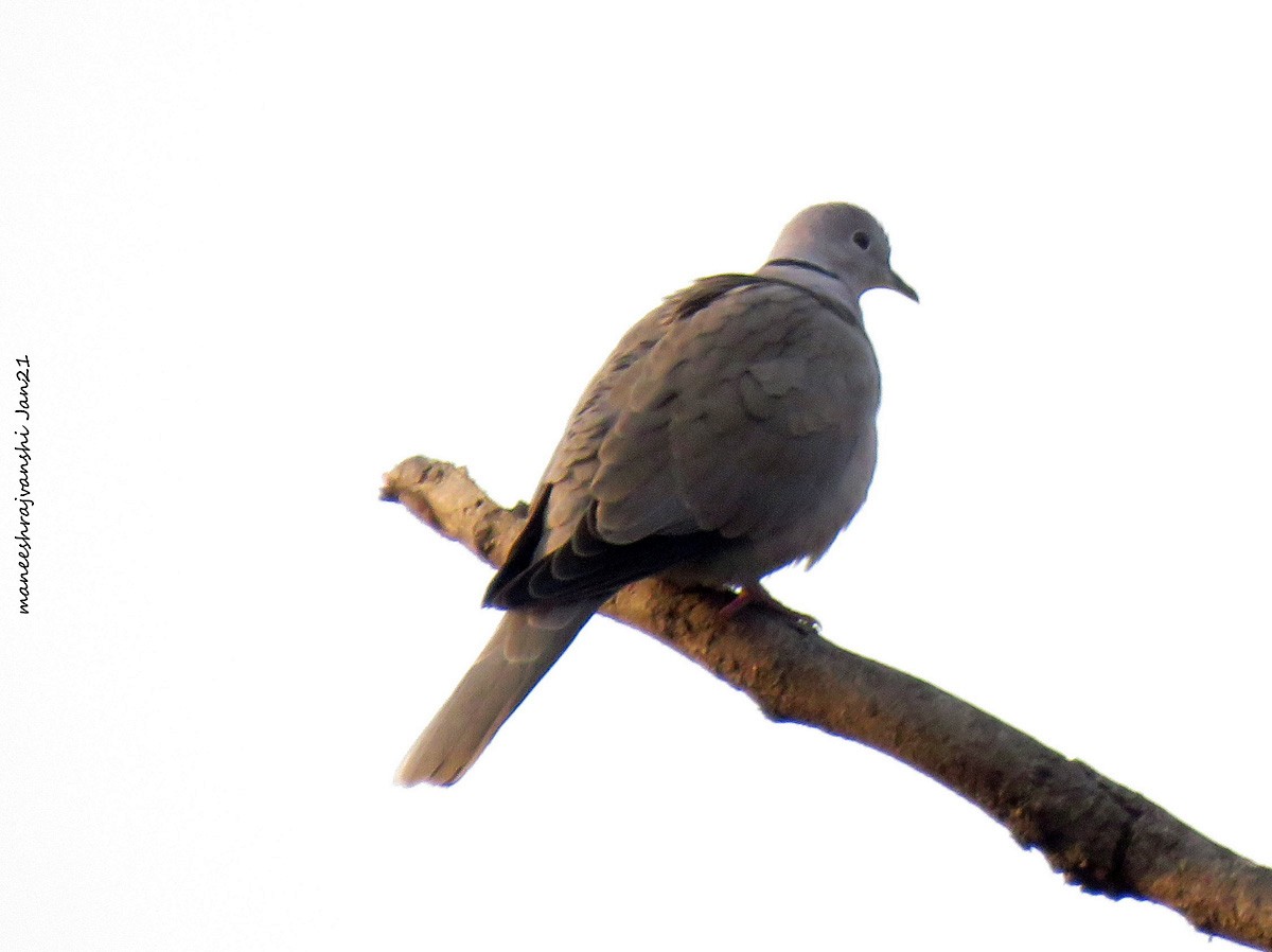 Eurasian Collared-Dove - ML298549461