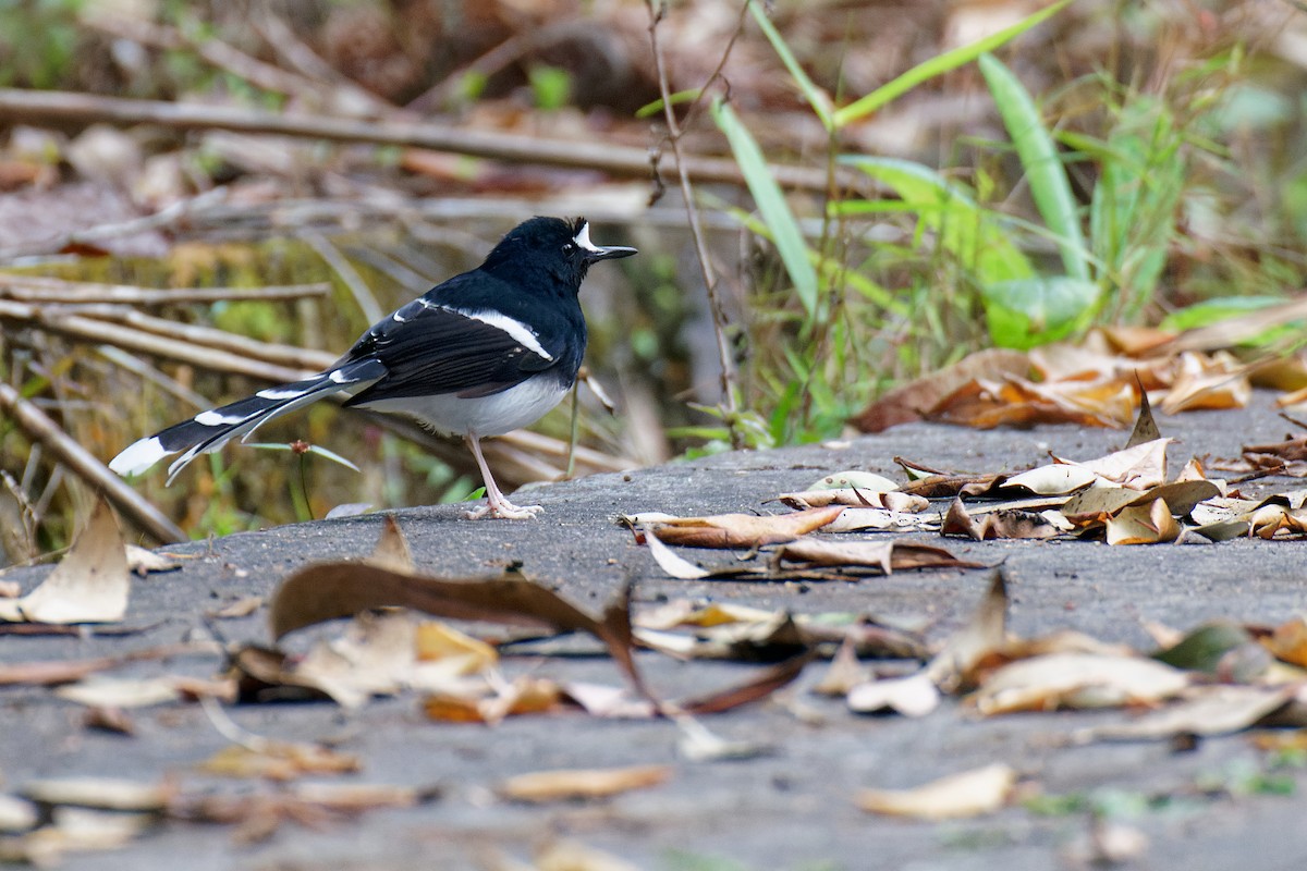 White-crowned Forktail - Vincent Wang