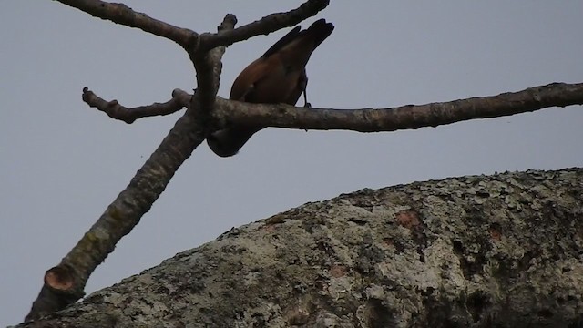 Chestnut-tailed Starling - ML298550281
