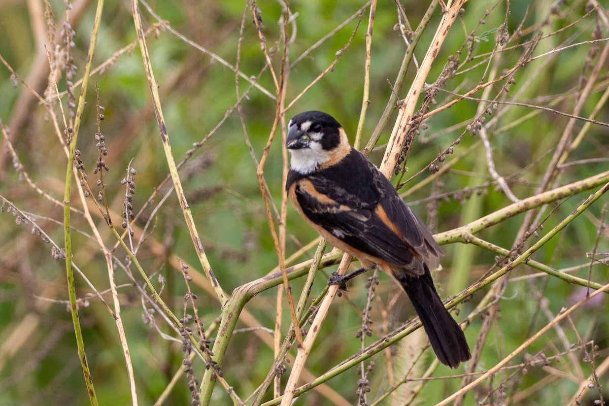 Rusty-collared Seedeater - ML298561371