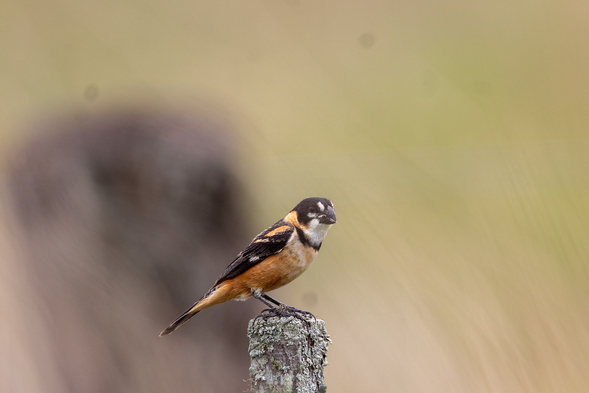 Rusty-collared Seedeater - ML298561401