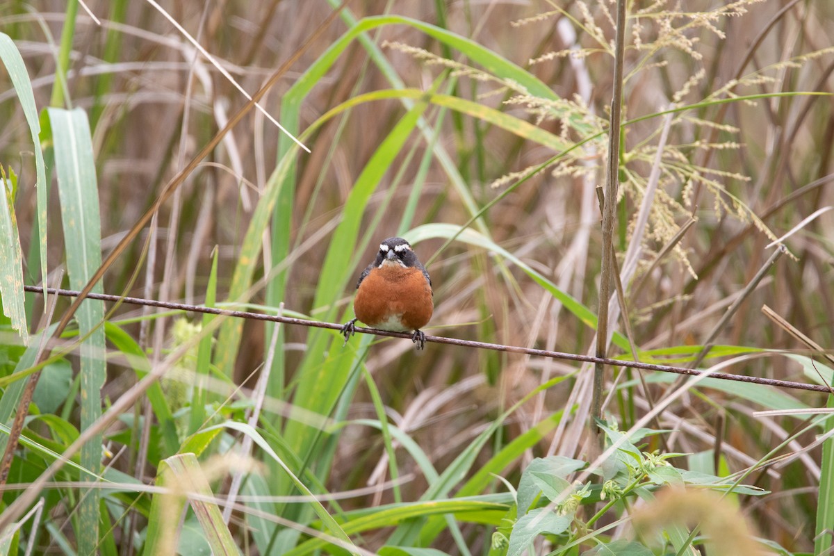 Black-and-rufous Warbling Finch - ML298561421