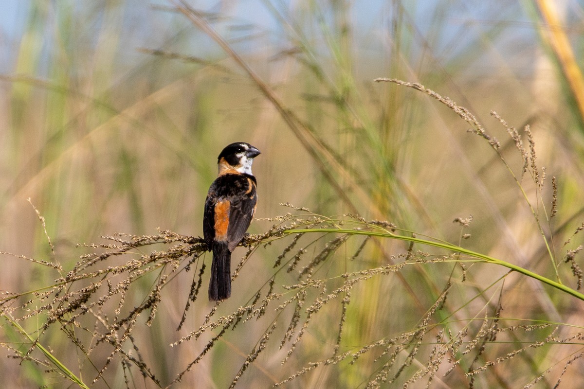 Rusty-collared Seedeater - ML298562311