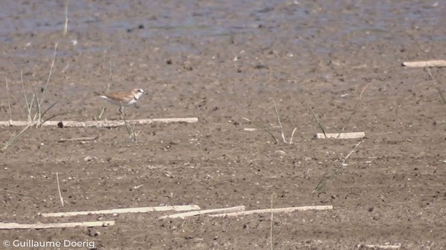 Collared Plover - ML298563871