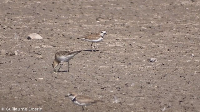 Collared Plover - ML298564061