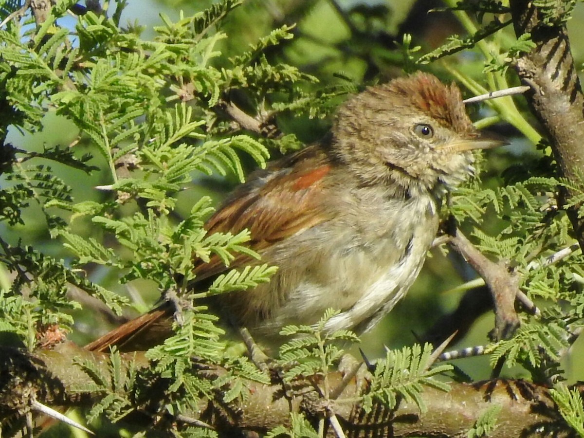 Sooty-fronted Spinetail - ML298564461