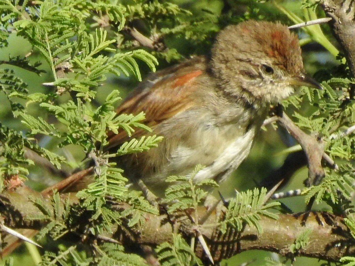Sooty-fronted Spinetail - ML298564471