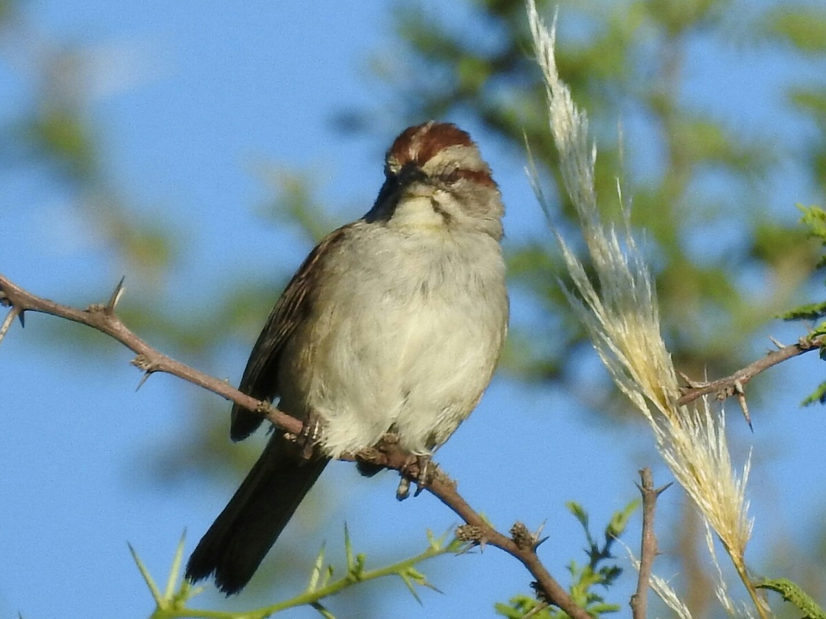 Chaco Sparrow - Fernando Muñoz