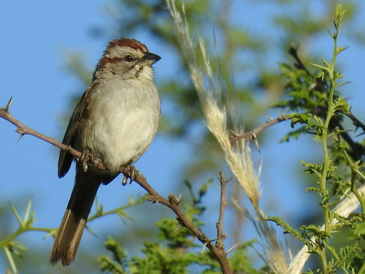 Chaco Sparrow - ML298564831