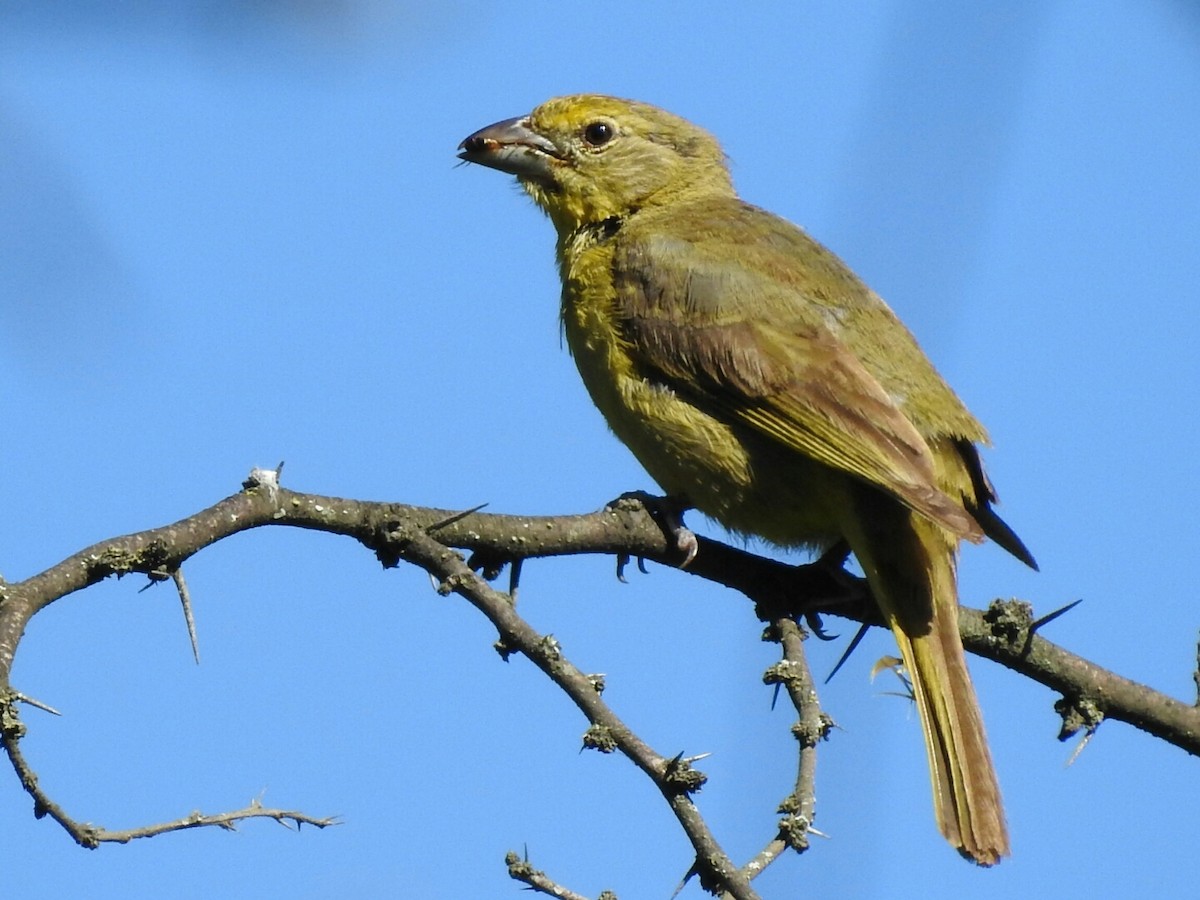 Hepatic Tanager - ML298565031
