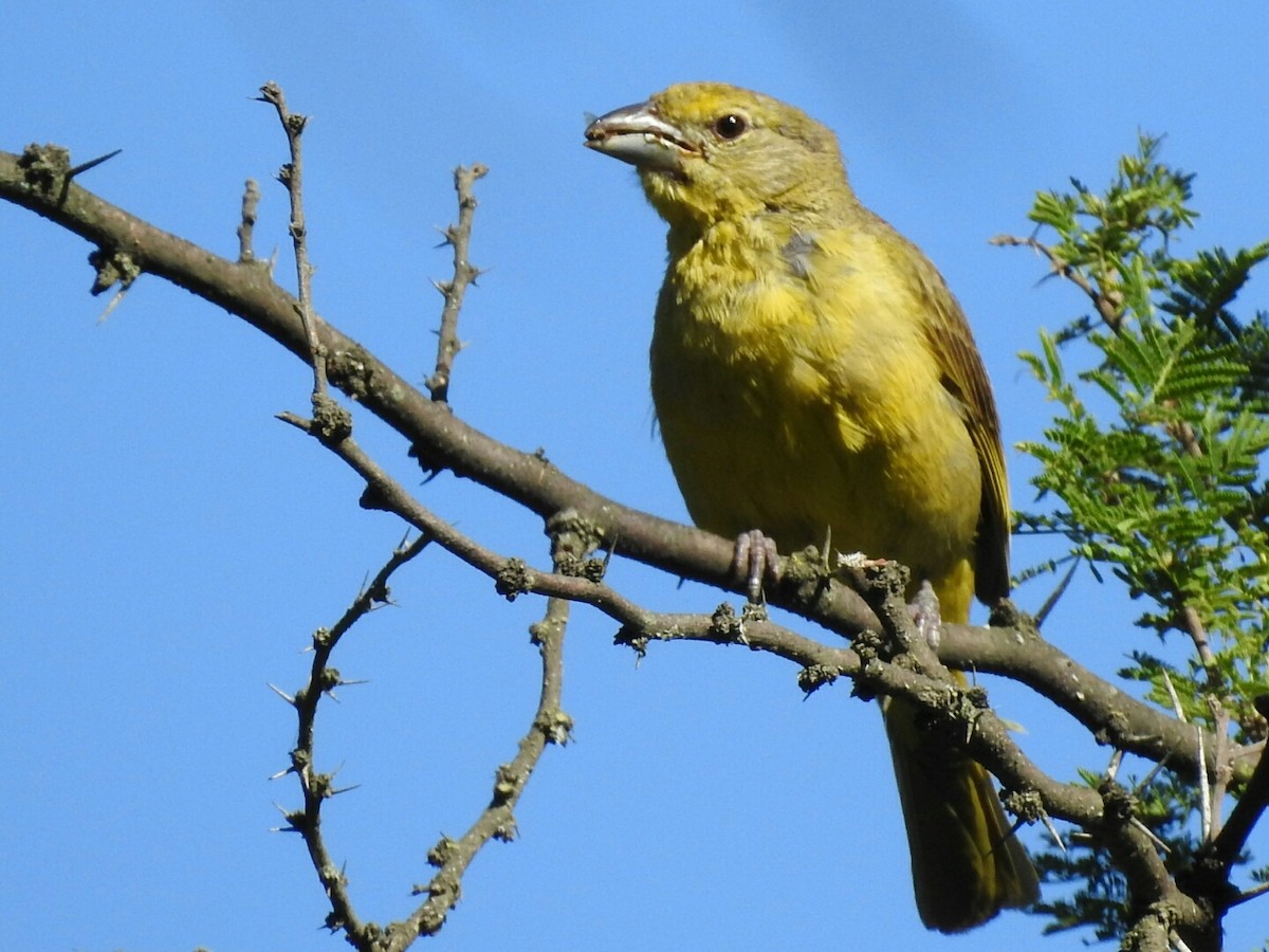 Hepatic Tanager - ML298565041