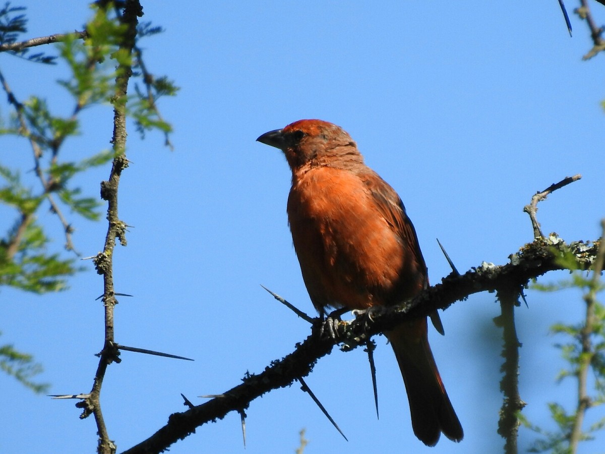 Hepatic Tanager - ML298565051