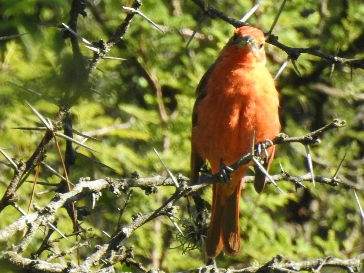 Hepatic Tanager - ML298565061
