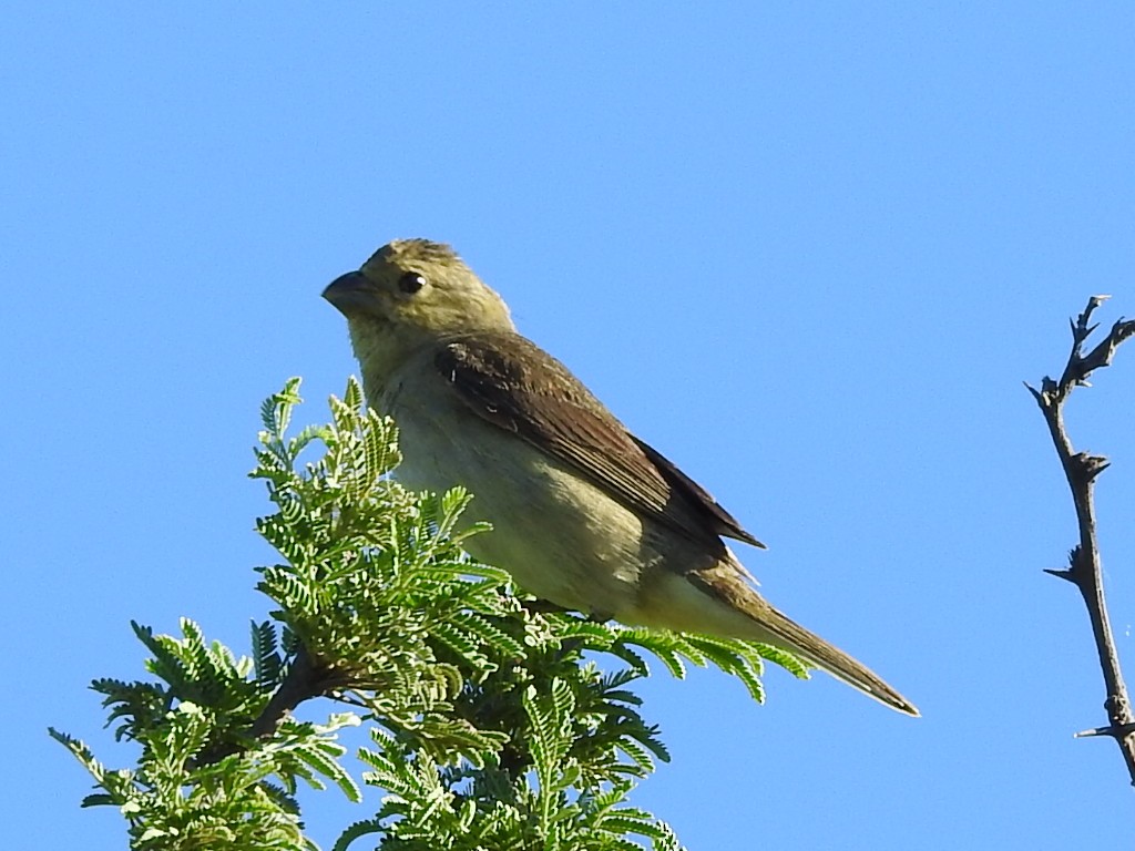 Double-collared Seedeater - ML298565291
