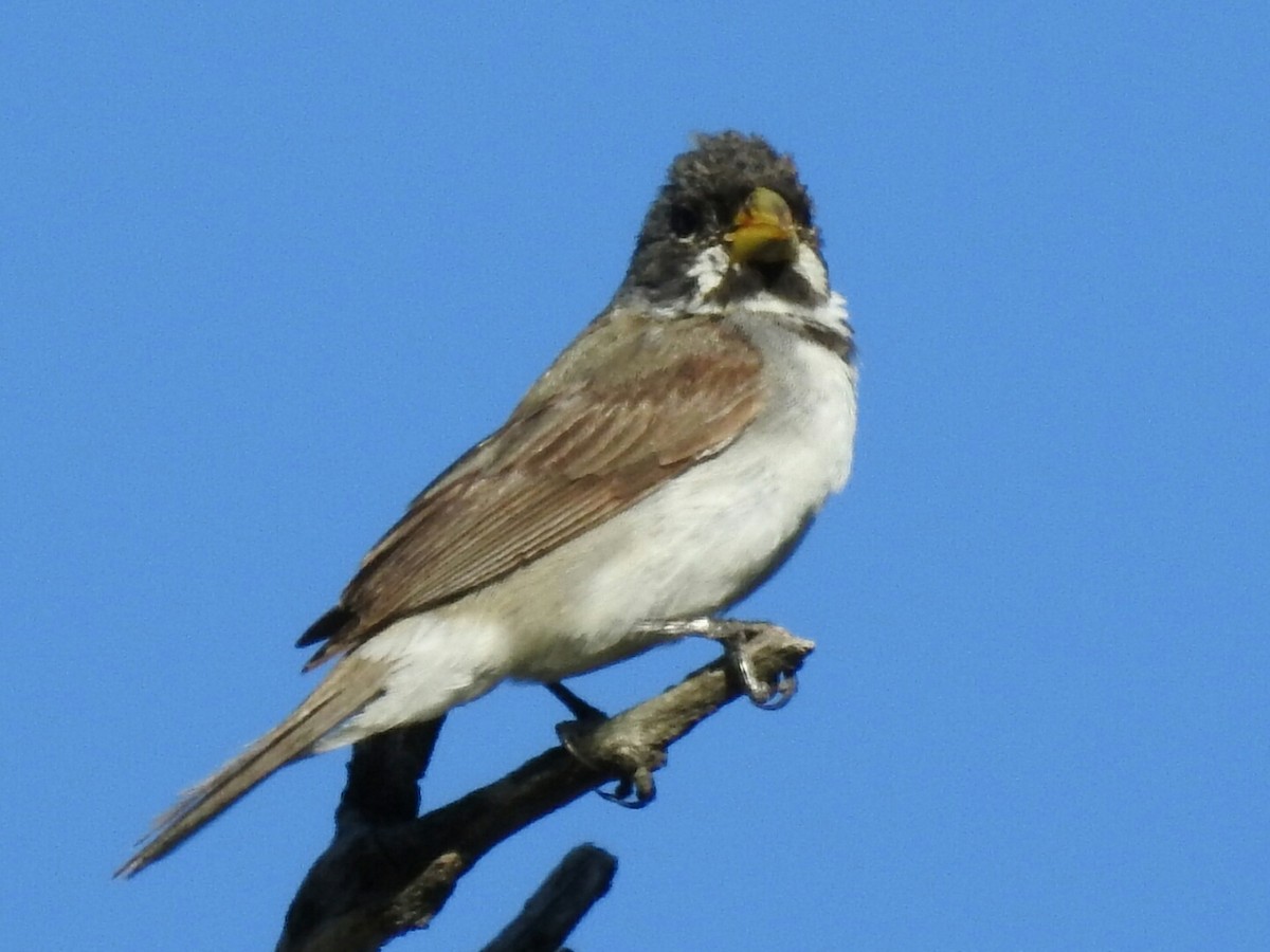 Double-collared Seedeater - ML298565301