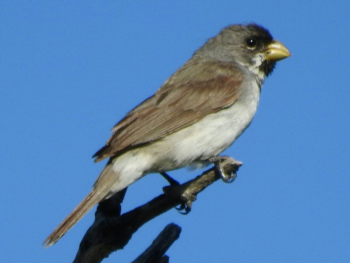 Double-collared Seedeater - ML298565311