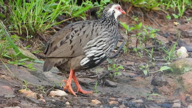 Red-necked Francolin - ML298568041